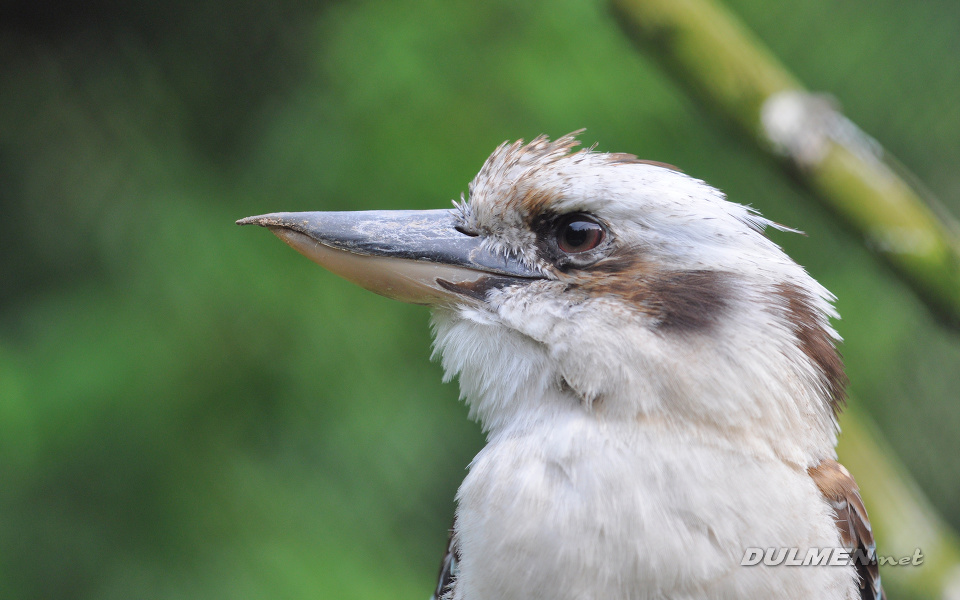 Laughing Kookaburra (Dacelo novaeguineae)